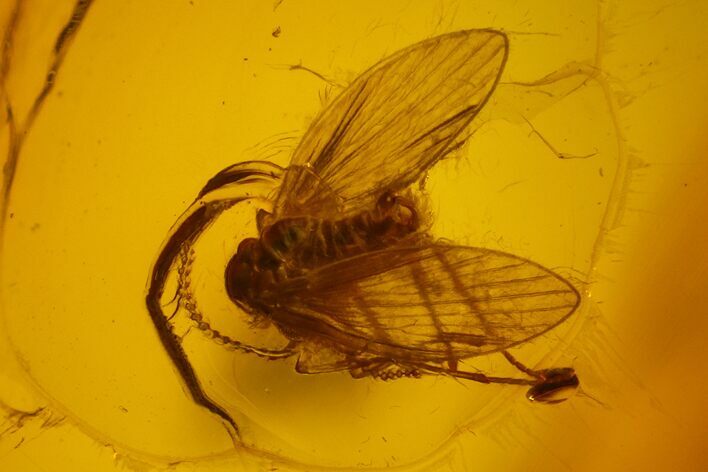 Fossil Moth Fly (Psychodidae) & Spider Jaw in Baltic Amber #166202